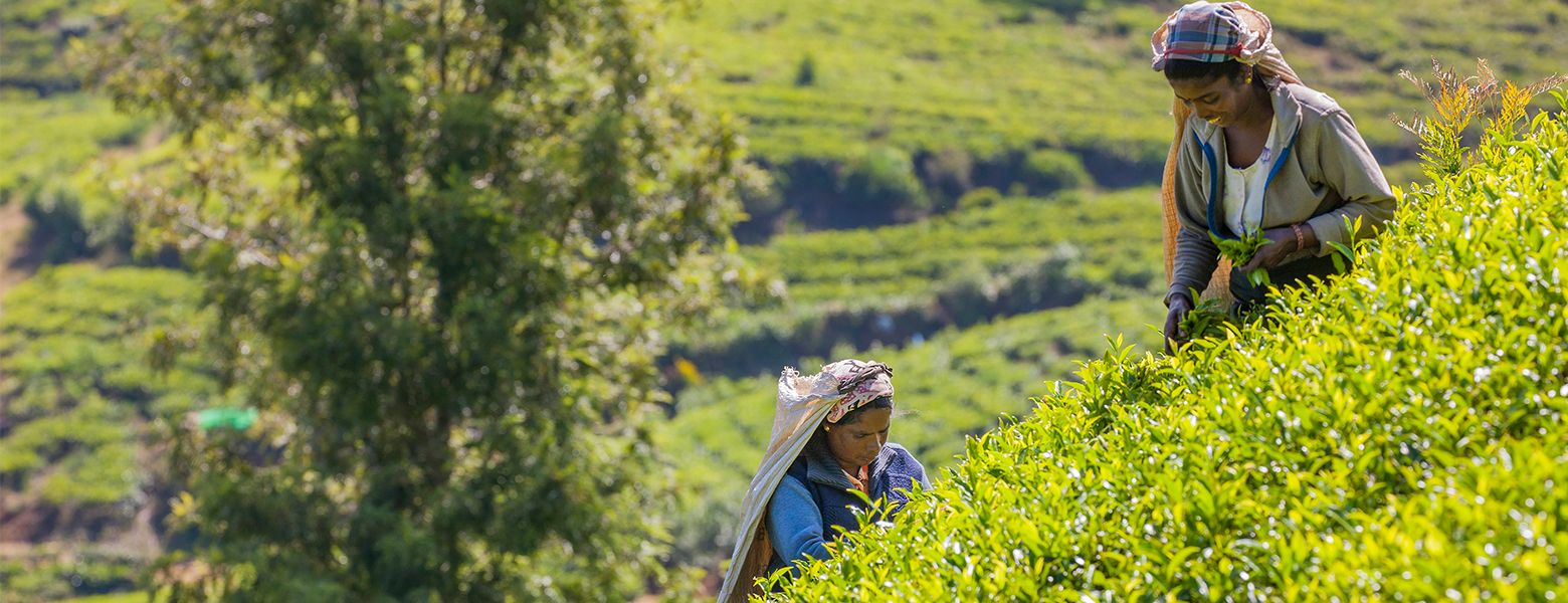 Zwei Frauen pflücken frische Teeblätter auf einer grünen, hügeligen Plantage bei Sonnenschein