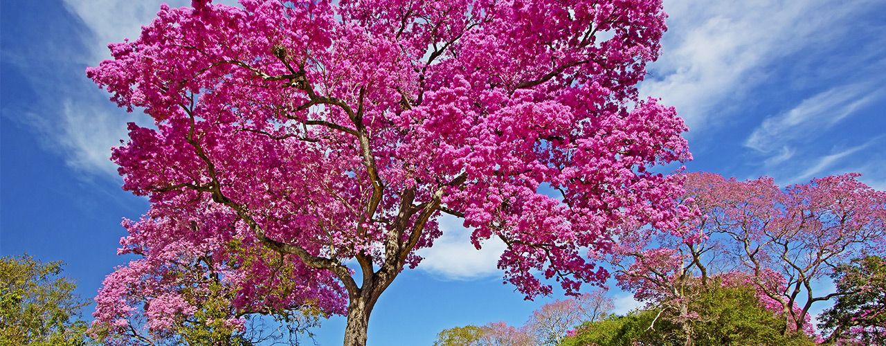 Blühender Lapacho-Baum mit leuchtend pinken Blüten vor blauem Himmel
