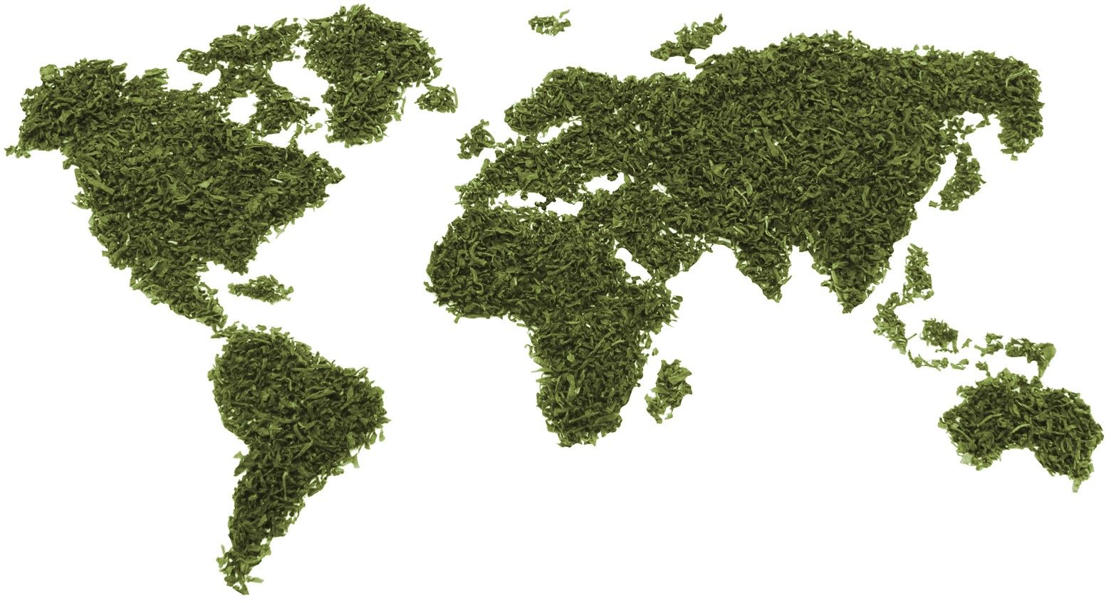 World map made of loose green tea leaves on a white background