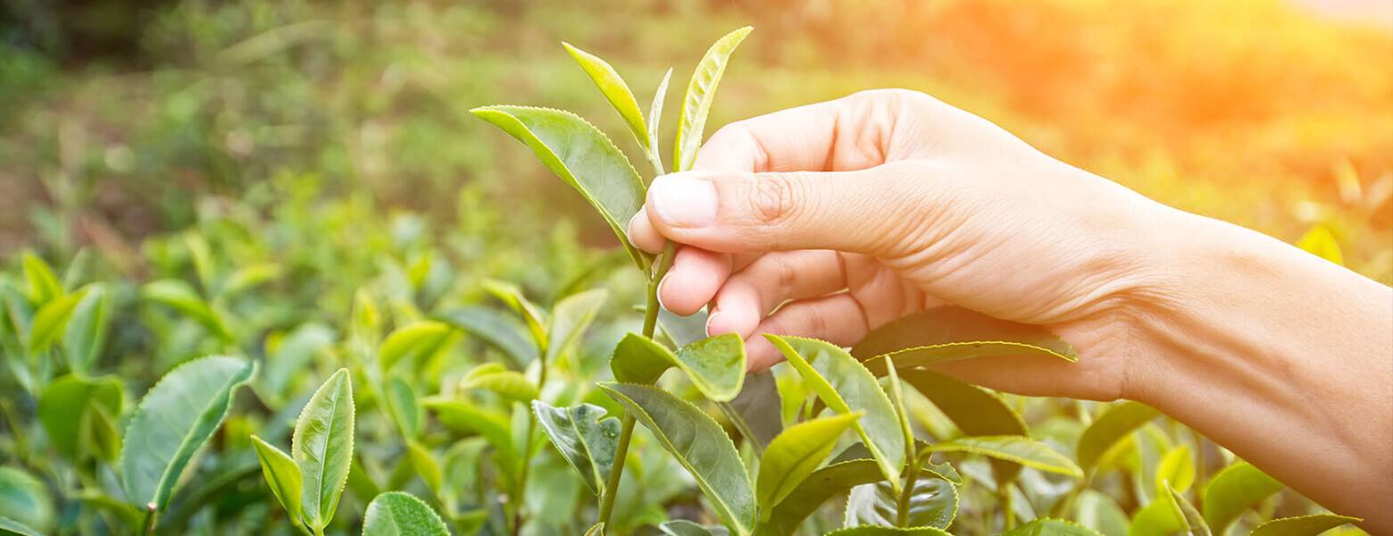 Hand pflückt frische Teeblätter auf einer grünen Plantage bei Sonnenlicht